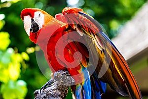 Scarlet Macaw parrot bird