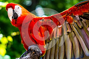 Scarlet Macaw parrot bird