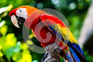 Scarlet Macaw parrot bird