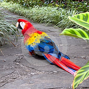 Scarlet Macaw Parrot Bird Ara macao