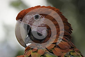 Scarlet macaw parrot closeup portrait