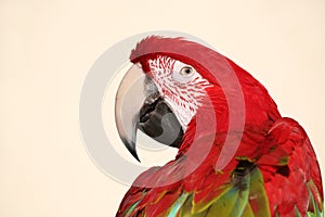 Scarlet macaw parrot head shot