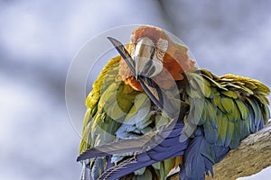 Scarlet macaw parrot perching on branch and cleaning its feathers.Colourful exotic bird portrait
