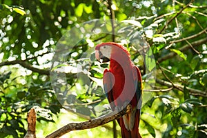 Scarlet macaw parrot sitting on the branch in the wild jungle