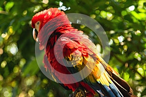 Scarlet macaw parrot sitting on the branch in the wild jungle