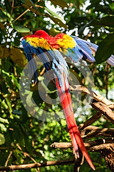 Scarlet macaw parrot sitting on the branch in the wild jungle