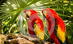 Scarlet Macaw parrots