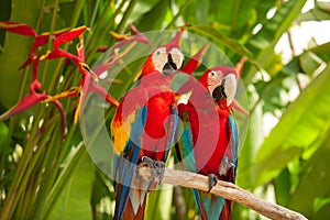 Scarlet macaw parrots