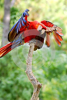 Scarlet Macaw on perch