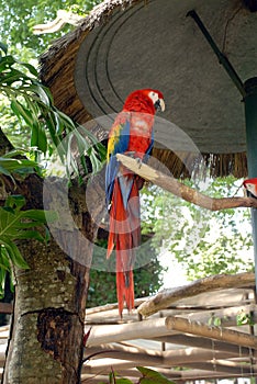 Scarlet Macaw perched on limb