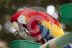 Scarlet Macaw perched at a local plaza