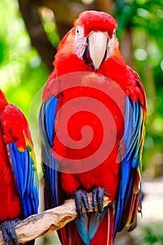 Scarlet macaw perched on a tree branch