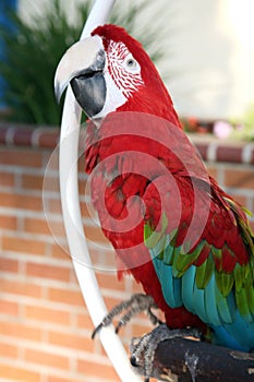 Scarlet macaw pet