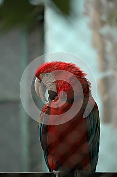 Scarlet macaw-Psittacidae