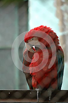 Scarlet macaw-Psittacidae