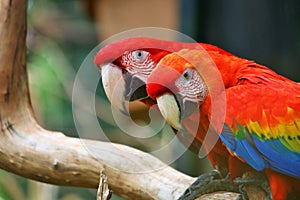 Scarlet Macaw and Red-and-green macaw photo