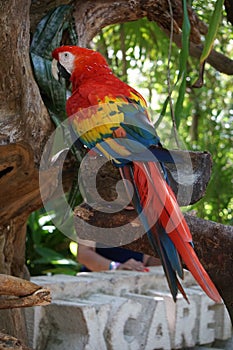 Scarlet Macaw resting on a tree, Xcaret park, Mexico