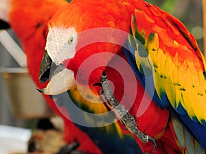 Scarlet Macaw scratching