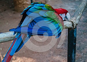Scarlet Macaw sitting on perch photo