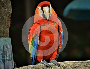 Scarlet Macaw sitting on a tree