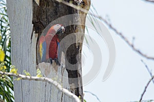 Scarlet Macaw in a tree hollow