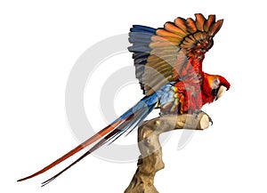 Scarlet Macaw (4 years old) perched on a branch and flapping its