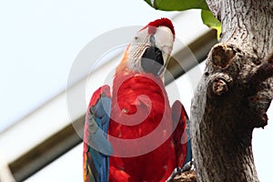 Scarlet Macaw In A Zoo
