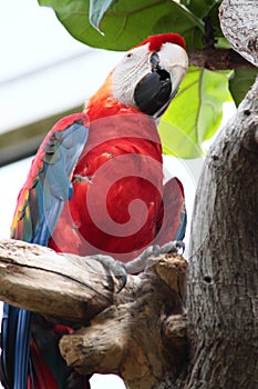 Scarlet Macaw In Zoo Enclosure