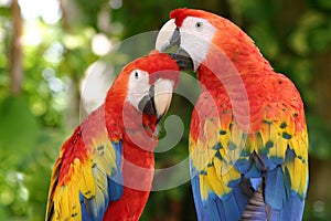 Scarlet Macaws photo