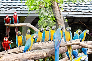 Scarlet macaws