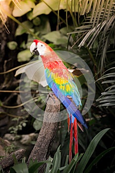 Scarlet macaws