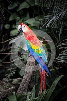 Scarlet macaws