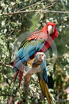 Scarlet Macaws, Ara macao,