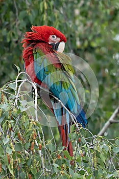 Scarlet Macaws, Ara macao
