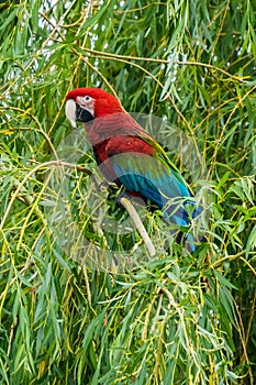 Scarlet Macaws, Ara macao, bird sitting on the branch. Macaw parrots in Costa Rica.