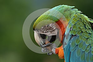 Scarlet Macaws, Ara macao, bird sitting on the branch. Macaw parrots in Costa Rica.