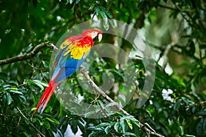 Scarlet Macaws, Ara macao, bird sitting on the branch. Macaw parrots in Costa Rica. photo