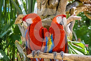 2 scarlet macaws Ara macao , red, yellow, and blue parrots sitting on the brach in tropical forest, Playa del Carmen, Riviera Maya