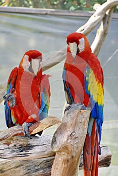 Scarlet macaws at a butterfly garden in Fort Lauderdale