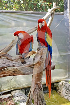 Scarlet macaws at a butterfly garden in Fort Lauderdale