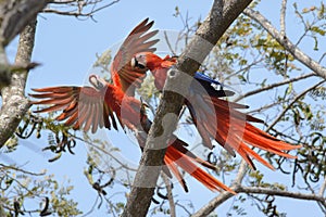 Scarlet Macaws in Costa Rica