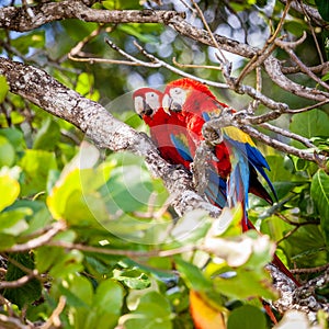 Scarlet macaws in Costa Rican forest