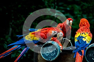 Scarlet Macaws eating - Copan, Honduras