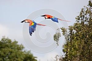 Scarlet Macaws in Flight