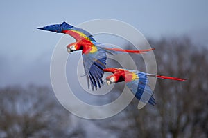 Scarlet Macaws in Flight