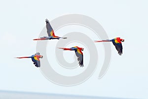 Scarlet macaws flying, drake bay, corcovado, costa rica