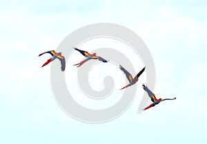 Scarlet macaws flying drake bay, corcovado, costa rica