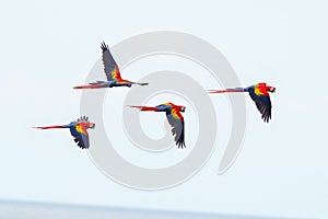 Scarlet macaws flying, drake bay, corcovado, costa rica photo