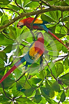 Scarlet Macaws on the fresh tree on the coast of Costarica photo