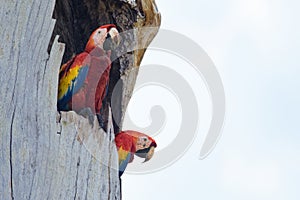 Scarlet Macaws on the nest tree